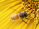 Пчелиная Пыльца Bee Pollen